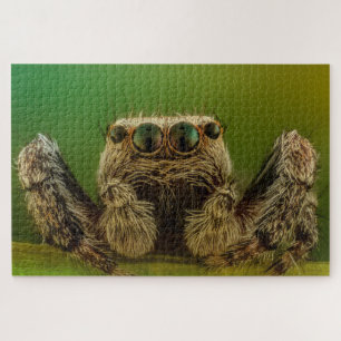 Puzzle Jumping spider photo