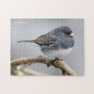 Puzzle Junco teñido de color pizarra en el árbol de peras