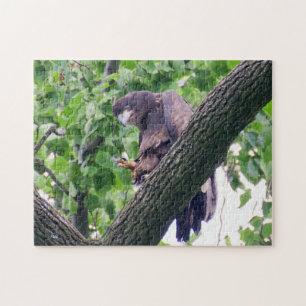Puzzle Juvenile Bald Eagle