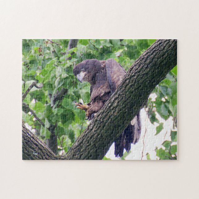 Puzzle Juvenile Bald Eagle (Horizontal)