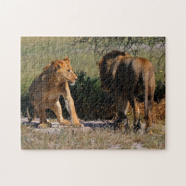 Puzzle Kalahari: Leones del desierto de África (Horizontal)