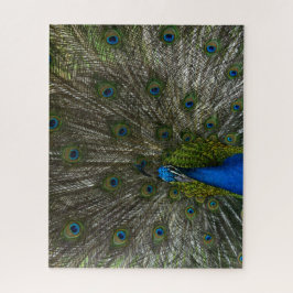 Puzzle Kauai Peacock