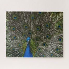 Puzzle Kauai Peacock