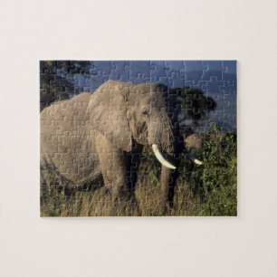 Puzzle Kenia: Amboseli, elefante africano macho