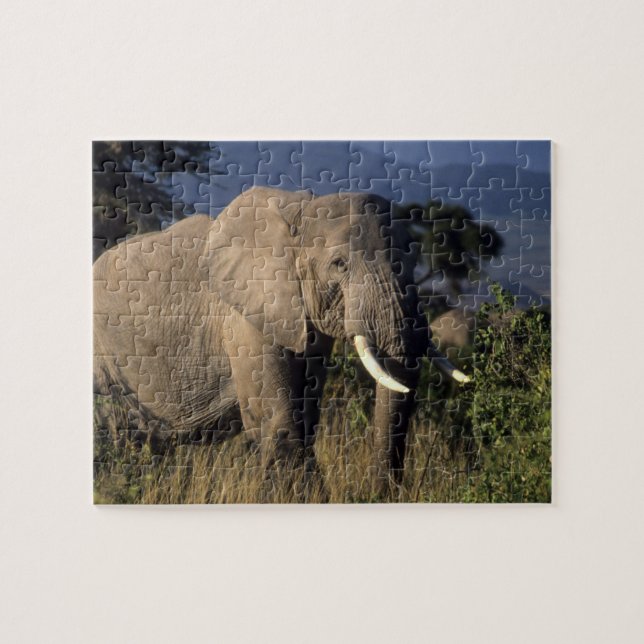 Puzzle Kenia: Amboseli, elefante africano macho (Horizontal)