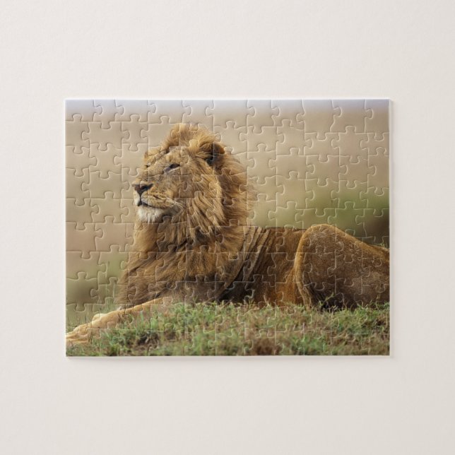Puzzle Kenia, Masai Mara | León macho (Horizontal)