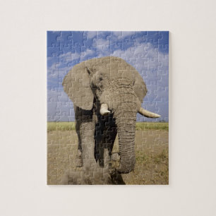 Puzzle Kenia: Parque Nacional Amboseli, elefante macho