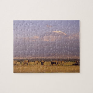 Puzzle Kenia: Parque Nacional de Amboseli, Elefantes
