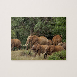 Puzzle Kenia: Parque Nacional del Este de Tsavo, rebaño a