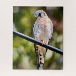 Puzzle Kestrel americano