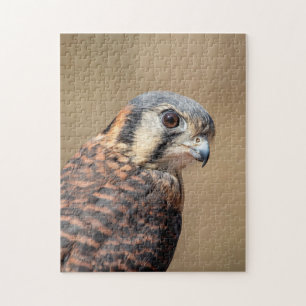 Puzzle Kestrel americano