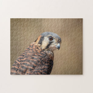 Puzzle Kestrel americano