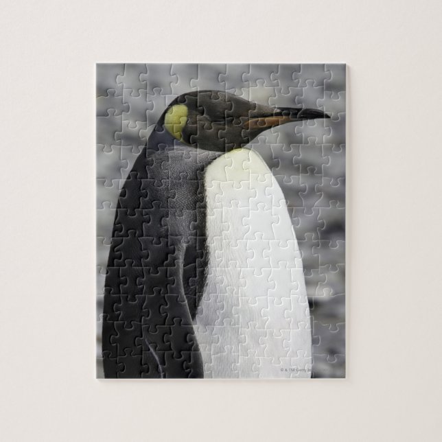 Puzzle King Penguin, Llanta Salisbury, Georgia del Sur (Vertical)