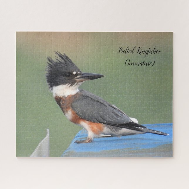 Puzzle Kingfisher con correa (inmaduro) (Horizontal)