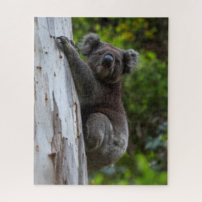 Puzzle Koala Australia Wildlife Photo, 520 pieces (Vertical)