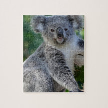 Koala australiana mimosa linda