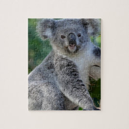 Puzzle Koala australiana mimosa linda