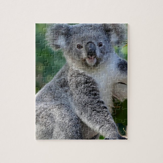 Puzzle Koala australiana mimosa linda (Vertical)