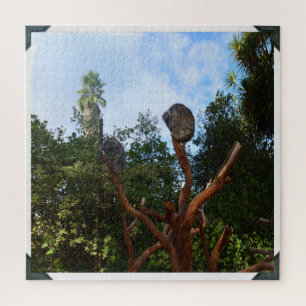 Puzzle Koala Duerme En Árboles,