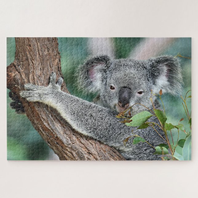Puzzle Koala en el árbol (Horizontal)