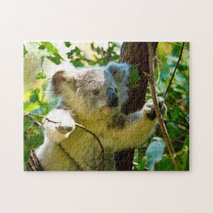 Puzzle Koala Osos.