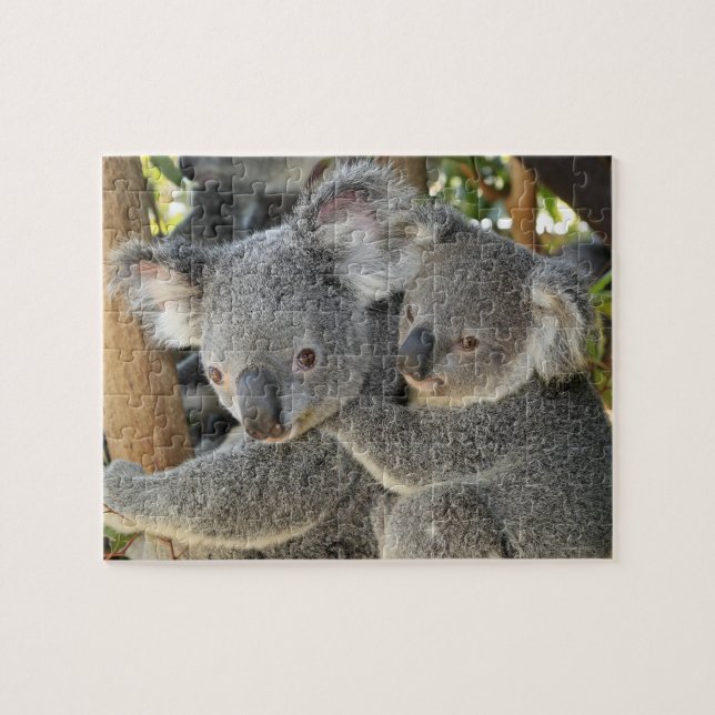 Puzzle Koala Phascolarctos cinereus Queensland . (Horizontal)