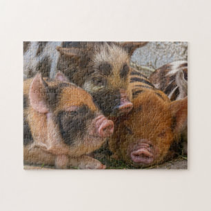 Puzzle KuneKune Piglets