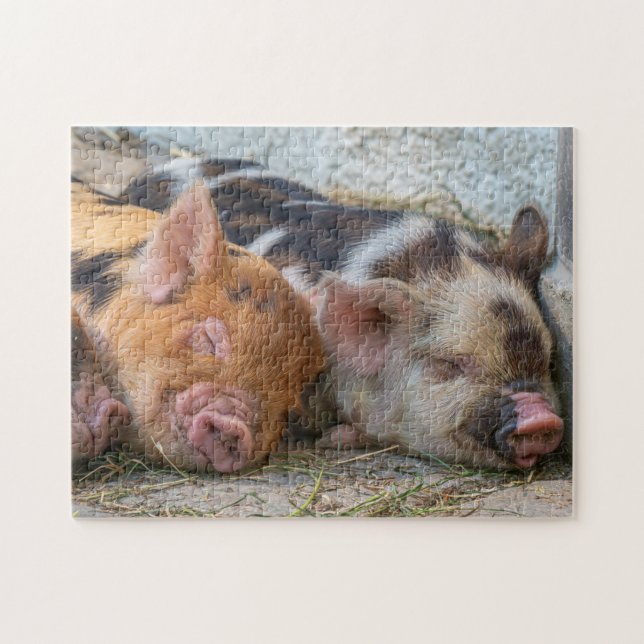 Puzzle KuneKune Piglets (Horizontal)