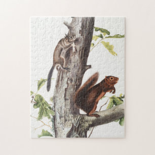 Puzzle La ardilla de Fremont y el Ilustracion de ardilla