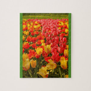 Puzzle LA FLORACIÓN DE TULIPANES EN UN PARQUE rompecabeza