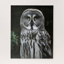 Puzzle La gran lechuza gris 16x20 520pc jpcna