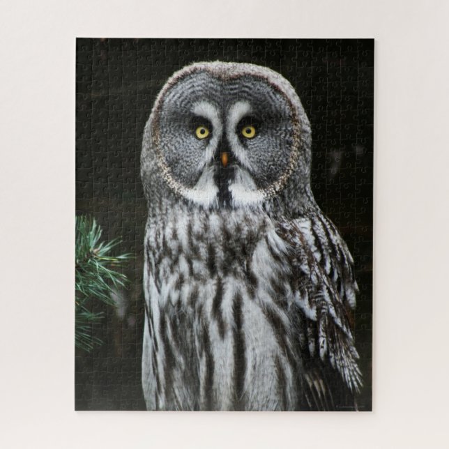 Puzzle La gran lechuza gris 16x20 520pc jpcna (Vertical)