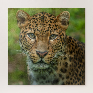 Puzzle La intensidad de Jaguar