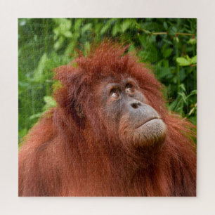 Puzzle La mirada reflexiva de Orangutan