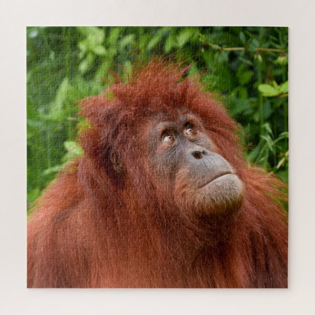 Puzzle La mirada reflexiva de Orangutan (Vertical)
