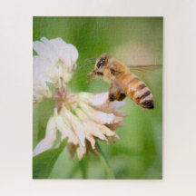 La tranquila misión de una abeja en trébol blanco