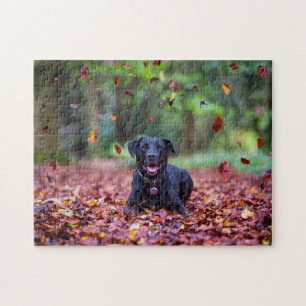 Puzzle Labrador negro en hojas de otoño