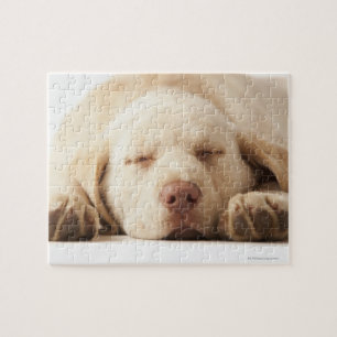Puzzle Labrador retriever amarillo