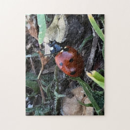 Puzzle Lady Bug