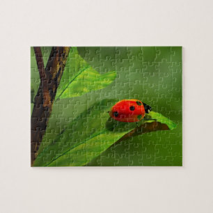 Puzzle Ladybug