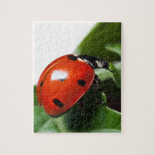 Puzzle Ladybug