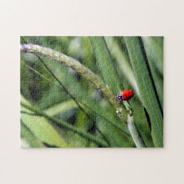 Puzzle Ladybug (Coccinellidae)