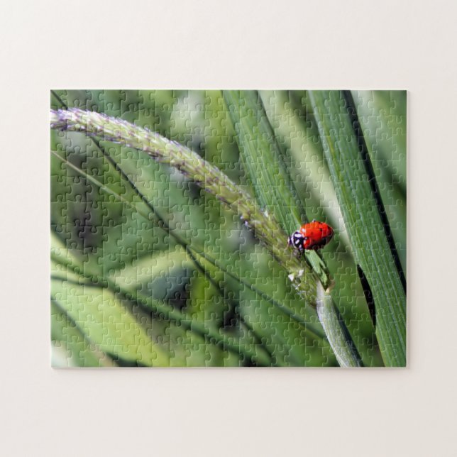 Puzzle Ladybug (Coccinellidae) (Horizontal)