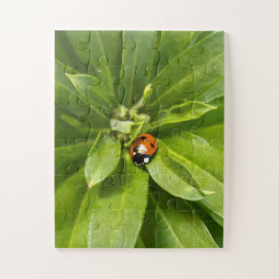 Puzzle Ladybug en Flores
