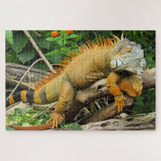 Puzzle Lagartija dragón durmiendo a lo largo de una larga