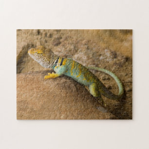 Puzzle Lagarto de collar