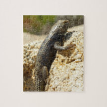 Lagarto Espinoso de Dorso Amarillo en Joshua Tree
