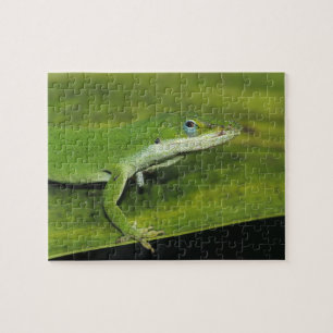 Puzzle Lagarto verde, Anolis carolinensis, adulto en palm