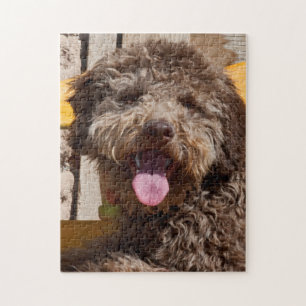 Puzzle Lagotto Romagnolo acostado en un banco de madera