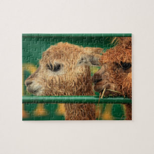 Puzzle lamas muy lindos ambos que miran algo